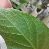 Tripsi na paprikama: slika, borba s njima, kako izgledaju